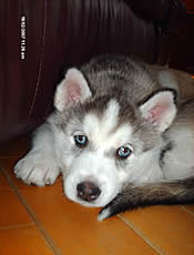 Husky sib&eacute;rien
