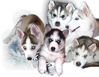 Chiots Husky sibrien  vendre, Husky sibrien, les origines du Husky sibrien, l'ducation du Husky sibrien - chiots Husky sibrien  vendre aux yeux bleu