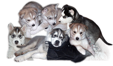 Chiots Husky sibrien  vendre, Husky sibrien, les origines du Husky sibrien, l'ducation du Husky sibrien - chiots Husky sibrien  vendre aux yeux bleu