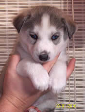 Husky sib&eacute;rien
