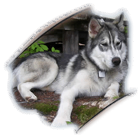 Chiots Husky sibrien  vendre, Husky sibrien, les origines du Husky sibrien, l'ducation du Husky sibrien - chiots Husky sibrien  vendre aux yeux bleu