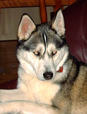 Husky sib�rien