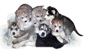 Chiots Husky sibrien  vendre, Husky sibrien, les origines du Husky sibrien, l'ducation du Husky sibrien - chiots Husky sibrien  vendre aux yeux bleu