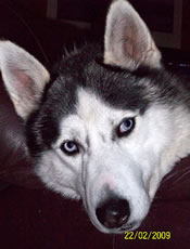 Husky sib&eacute;rien