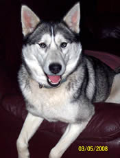 Husky sib�rien