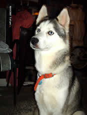 Husky sib&eacute;rien